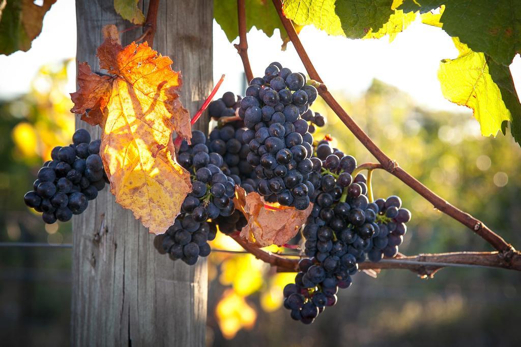 Straw Lodge Vineyard And Boutique Lodging Renwick エクステリア 写真
